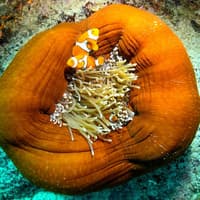 Cairns: Outer Great Barrier Reef Full-Day Tour with Lunch — gallery 2