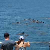 Oahu: Guided Dolphin Watching Sunset Cruise + Snorkeling + Buffet — gallery 2