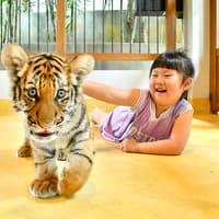 Tiger Park Tickets with Tiger Play Packages — gallery 4