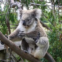 WILD LIFE Sydney Zoo Tickets — gallery 3