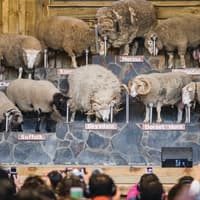 Agrodome Authentic Farm Experience Tickets — gallery 2