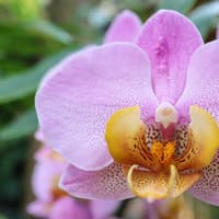Bloedel Conservatory: Entry Ticket — gallery 2
