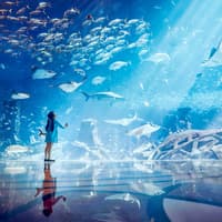 Atlantis Snorkeling & Scuba Diving — gallery 1