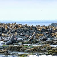 Seal Watching Afternoon Cruise at Phillip Island — gallery 3