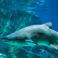 Barcelona Aquarium: Flexi-Ticket — gallery 4