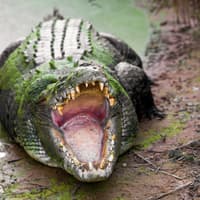 From Darwin: Top End Safari Camp Overnight Tour Around Finniss River — gallery 1