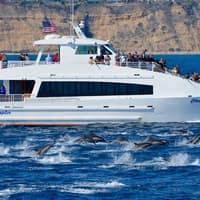 West Harbor: Whale and Dolphin Watching Cruise — gallery 2