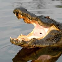 Gatorland Skip-the-Line Tickets — gallery 1