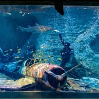 National Aquarium Abu Dhabi All Access Pass Tickets — gallery 1