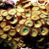 Tickets to Vasco da Gama Aquarium in Lisbon — gallery 5