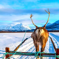 Reindeer Sledding & Sami Culture Guided Tour with Hot Drinks & Meal — gallery 3