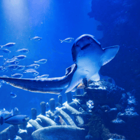 SEA LIFE London Aquarium: Standard Admission Tickets — gallery 3