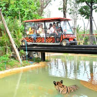 Tiger Park Biletleri, Tiger Park Phuket, Phuket