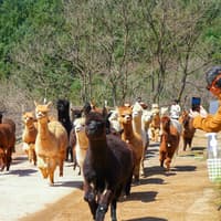 From Seoul: Alpaca World, Nami Island & Garden of Morning Calm Day Trip — gallery 5