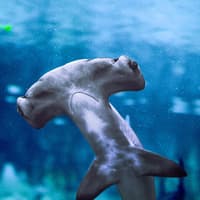 National Aquarium Abu Dhabi All Access Pass Tickets — gallery 3