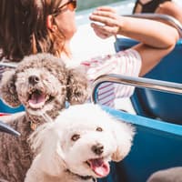 Chicago: Canine Cruise — gallery 1
