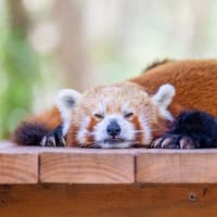 Currumbin Wildlife Sanctuary Tickets at Currumbin Wildlife Sanctuary, Gold Coast, photo 4
