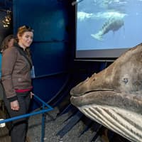 From Reykjavik: Midnight Sun Whale Watching Tour — gallery 5