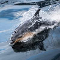 From Te Anau: Milford Sound Day Trip with Cruise & Return Transfers — gallery 4