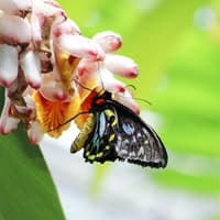 Australian Butterfly Sanctuary: Entry Ticket — gallery 1
