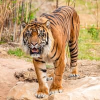 સિડની જૂની ટિકિટો, Sydney Zoo, Sydney