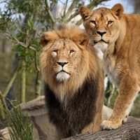 ARTIS Amsterdam Royal Zoo & Groote Museum: Skip-the-Line Entry Ticket — gallery 2