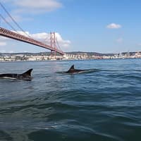 Lisbon Dolphin Watching Cruise — gallery 2