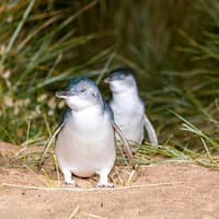 From Melbourne: Half/Full-Day Phillip Island Day Trip with Penguin Parade — gallery 3