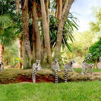 Bioparc Fuengirola Tickets — gallery 3