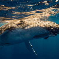 Sydney Whale Watching Cruise — gallery 2