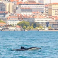 Lisbon Dolphin Watching Cruise — gallery 5