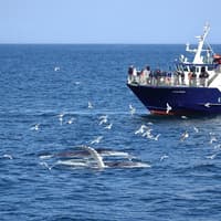 Reykjavik: Whale Watching Boat Tour — gallery 4