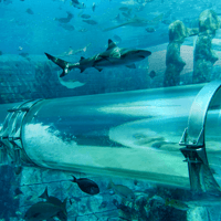 Aquaventure Waterpark Tickets with Dolphin Encounter — gallery 2