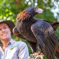 Currumbin Wildlife Sanctuary Tickets at Currumbin Wildlife Sanctuary, Gold Coast, photo 2