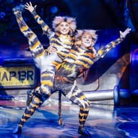 Cats — gallery 2