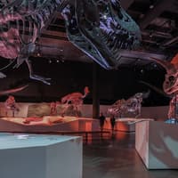 Houston Museum of Natural Science: Entry Ticket — gallery 1