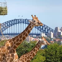 Sydney Harbour Whale Watching Cruise by Captain Cook — gallery 3