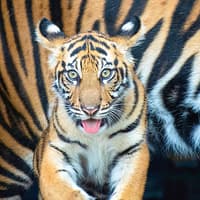 Billetter til Zoo Miami: Grupper på 4 og flere, Zoo Miami, Miami