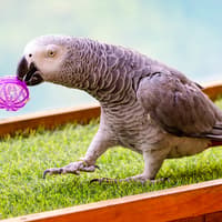 Dubai Dolphinarium: Creek Park Exotic Bird Show Tickets — gallery 4