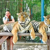 Tiger Park Tickets with Tiger Play Packages: Non-Thai Residents — gallery 3