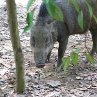 Pulau Ubin Kayaking & Cycling Full-Day Tour with Lunch — gallery 1