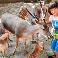 Bali Zoo Combo: Entry Ticket, Breakfast with Orangutans & Elephant Mud Fun — gallery 5