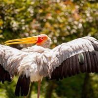 Kuala Lumpur Bird Park Tickets — gallery 3