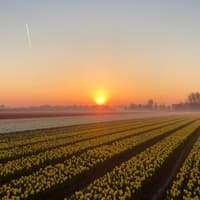 Amsterdam: Guided Tulip Tour + Dinner — gallery 2