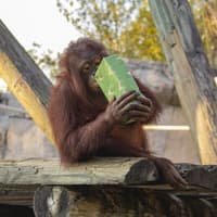 ZooTampa: Christmas in the Wild — gallery 4