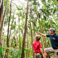 Natural Bridge & Springbrook Waterfalls Tour — gallery 3