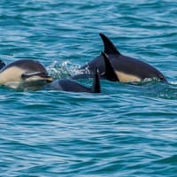 Lisbon Dolphin Watching Cruise — gallery 4