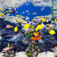 Combo (Save 26%): Lotte World + Seoul Sky Observatory Tickets — gallery 4
