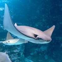 Shark Dive Xtreme Tickets at SEA LIFE Melbourne Aquarium — gallery 1