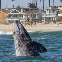 Los Angeles: Luxury Whale Watching Tour — gallery 4
